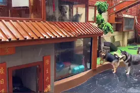大户人家给狗狗建小别墅！中式2层小楼带空调房，网友：真的服了图片