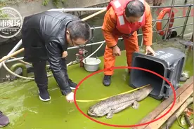“没见过这么大的”湖中发现巨型怪鱼！长达1米还有4条腿图片