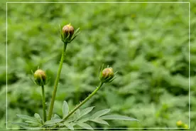 初放及欲放的格桑花图片