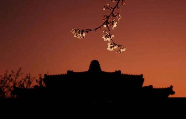 2020→2021，来看武大樱花这组对比照