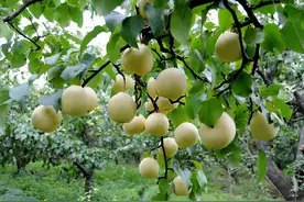 河北辛集十大特产有哪些图片