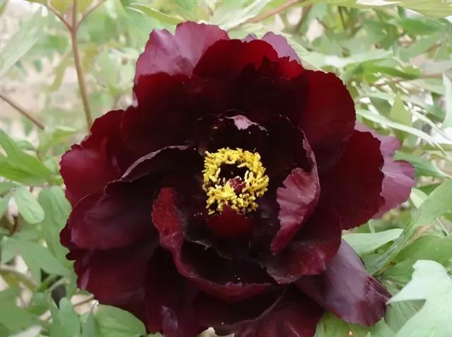 九大色系之黑色系观赏牡丹花