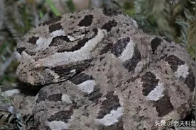 鼓腹咝蝰：“非洲杀人王”，实力恐怖，平头哥都搞不定的“辣条”图片