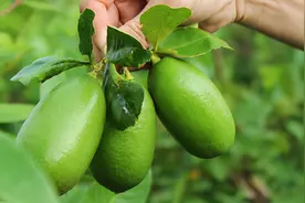 一年四季都能开花结果的香水柠檬，盆栽方法很简单，赶紧试试吧图片