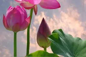 闪闪的红星，照我去战斗图片