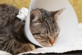 猫咪绝育的好处和坏处，这些宠物医生不会告诉你图片