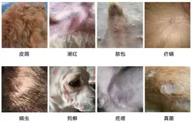 狗狗健康学之皮肤病篇图片