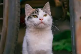猫咪为什么喜欢用尾巴把自己脚脚圈起来呢？图片