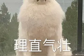 开心一刻｜这一辈子，最深情的眼神都献给了手机屏幕图片