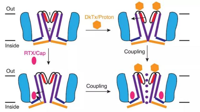 研究温度感知与触觉的两位科学家获生物诺奖