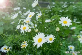 「温经典」依据临床实验是学习《伤寒论》唯一方法图片
