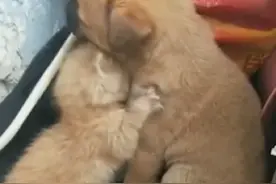 同样被遗弃，小奶狗成了小奶猫唯一的依靠，狗狗：我会保护你图片