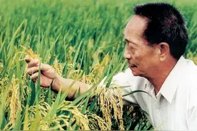 承载袁隆平世界粮食梦，隆平高科负重前行图片