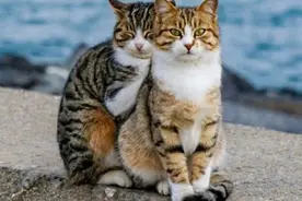 土耳其的“猫咪天堂”图片