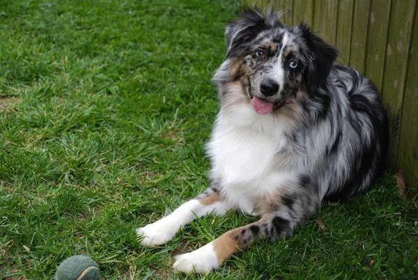 两只眼睛颜色不一样的狗子,到底有什么天赋异禀?