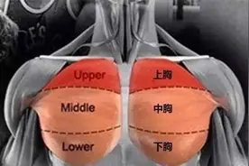 你真的了解胸部训练思路及计划制定吗？本期纯干货，请自己备水图片