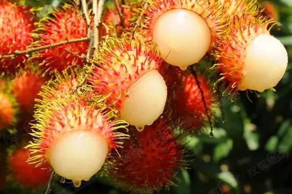 海南的水果上市时间表你知道有什么水果吗？