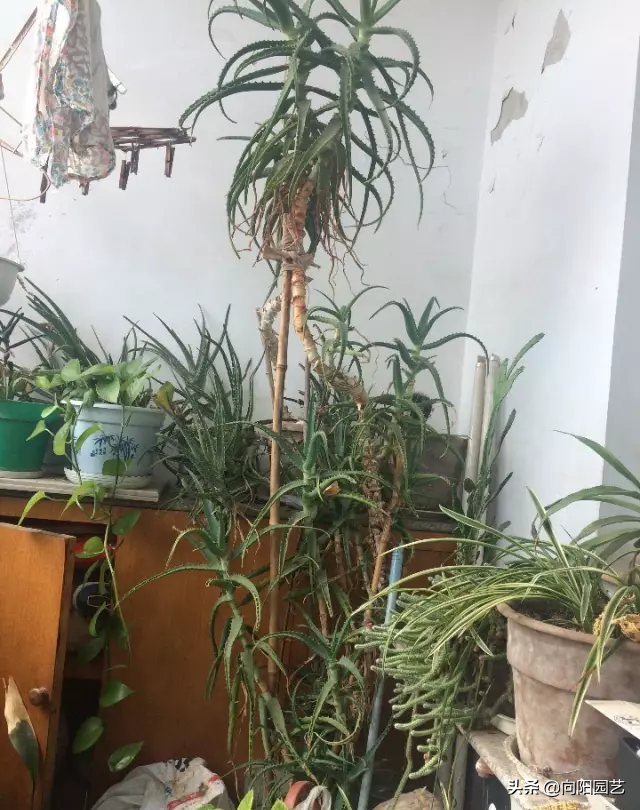 芦荟怎么怎养？芦荟养护大全，一年爆窜1米高，生出40多盆小崽子