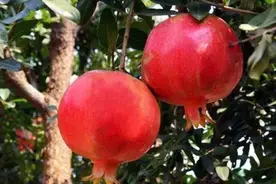 必须要掌握的软籽石榴种植技术，实践性比较强图片