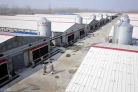 又是百万鸡场！散户还能不能养？图片