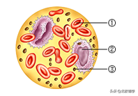 「中考·生物」冲刺中考，初中生物100道高频易错题！附答案~