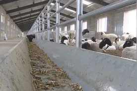 杜泊羊养殖成为麻圪塔村致富新路子图片
