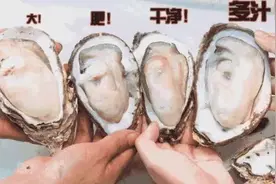 不孕不育更好吃？这种湛江生蚝无心恋爱专注长肉图片