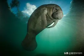 双语阅读｜憨态可掬的海牛，佛罗里达州，美国图片