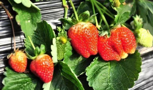 鑷繁灏辫兘閰嶅埗鍏ㄨ惀鍏绘皑鍩洪吀鍙堕潰鑲ワ紝浜ч噺鑳界炕鐣紝涓€瀛ｅ彧闇€鍠?閬? onerror=