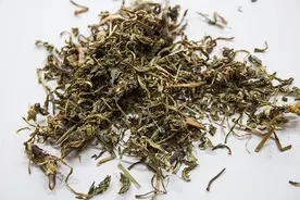 据说蒲公英能够在2天内，杀死98%的癌细胞，是真是假？带你看看图片