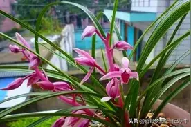 旧筷子养花真不错，直接插在花盆里，这次浇水心里有数了图片