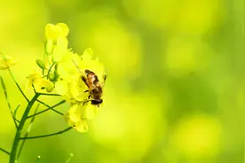 那拉提的养蜂女，在离开可可托海的牧羊人之后，为何会去伊犁？图片