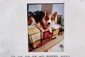 寻狗送北京价值数百万房子？狗主人回应图片