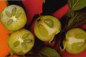 油柿也叫乌椑，它是一种怎样的植物？图片