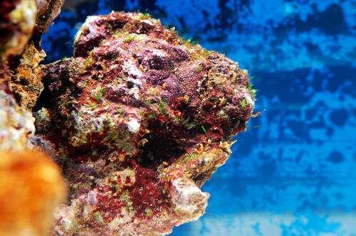 活石！海水鱼缸的核心之一