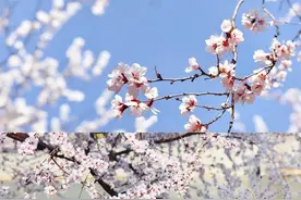 春天一起去赏花吧图片