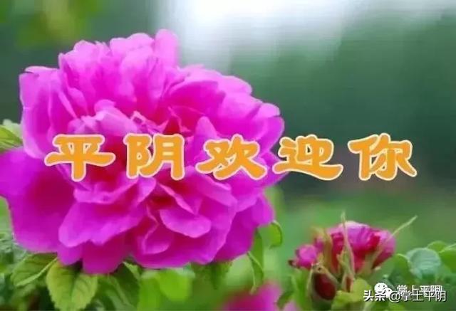 今天,平阴向全世界发出邀请!