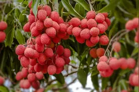 一口气吃了两斤荔枝后，广州小伙子入院……你也有可能中招图片