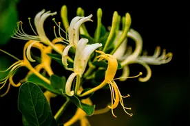金银花功效 养殖方法 传说图片