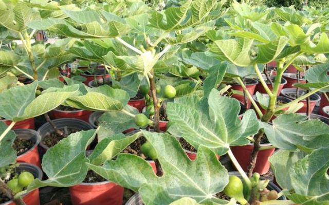 扦插无花果，选对“季节”，十天就生根，当年果子结满枝