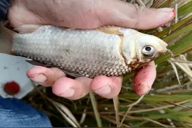 钓鱼没有30年，以下的钓具都没有用过，用过的都40岁了吧图片