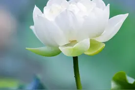 今生我爱你，来世我等你，等你在下一个红尘渡口与你邂逅图片