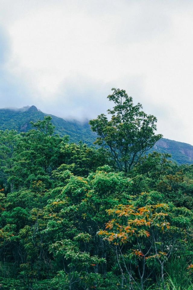 深圳值得征服的10座山，你去过几座？