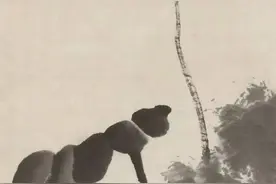 八大山人（朱耷）全集（168幅），百看不厌图片