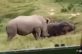 草原中一头上了岸的河马，面对一头犀牛的攻击，只能任由宰割图片