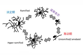 记忆是什么？能吃吗？小胶质细胞：能！图片