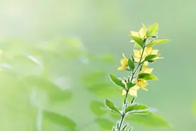 有一种孤独，不是没人陪，而是没人懂图片