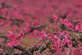 千树万树灼灼开，广东连州十里桃园已悄然绽放图片