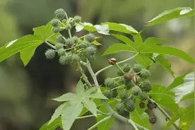 农村常见蓖麻，以为是路边杂草，却被工业国家当作战略物资图片