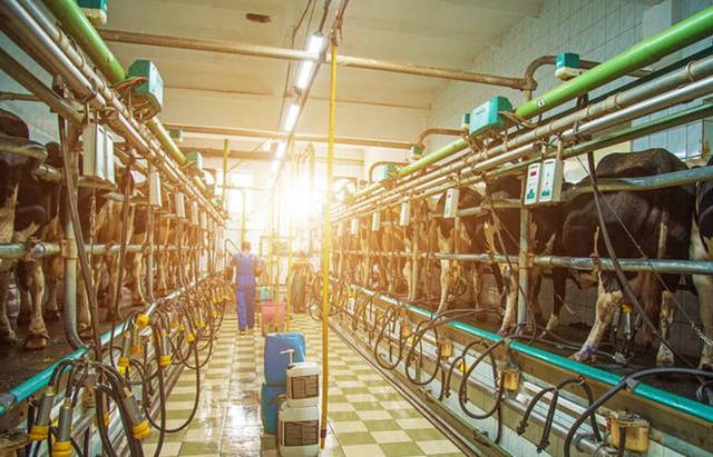 舌尖上的安全（8）——解读牛奶中的β-内酰胺酶